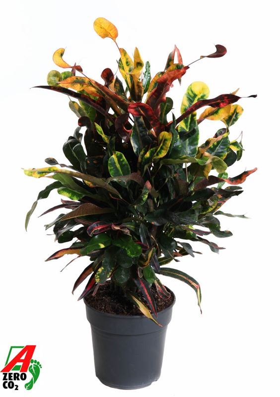 Picture of Codiaeum mammi branched
