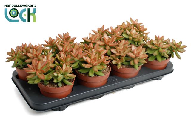 Picture of SEDUM ADOLPHII