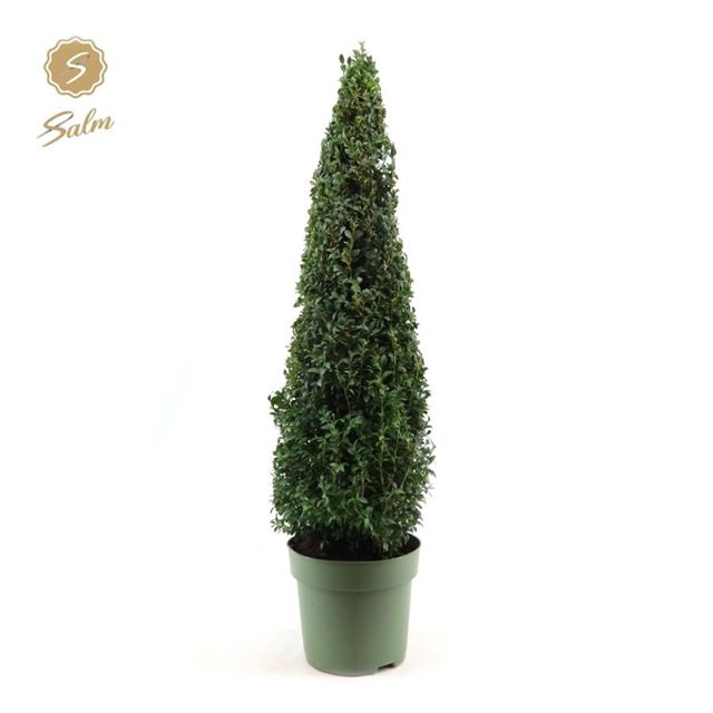 Picture of BUXUS SEMPERVIRENS PYRAMID 070CM ABOVE THE POT