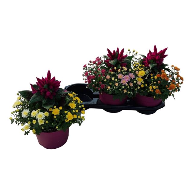 Picture of Celosia abbracci donna