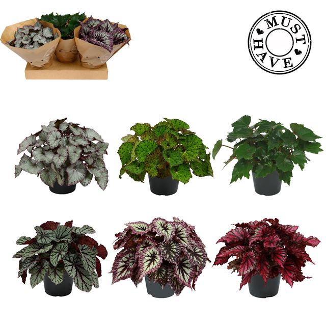 Picture of BEGONIA REX MIX MUST HAVE