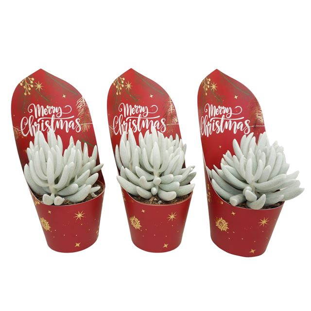 Picture of SENECIO MONT BLANC + XMAS COVER