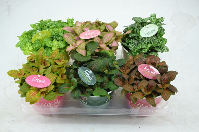 Picture of FITTONIA MIX IN SMARTCUP