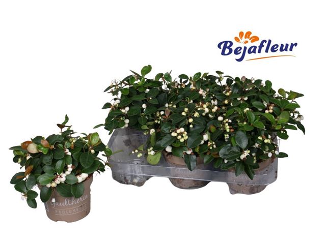 Picture of GAULTHERIA WIT