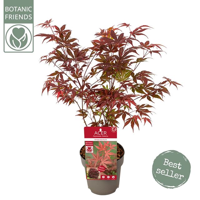 Picture of ACER PALMATUM ATROPURPUREUM