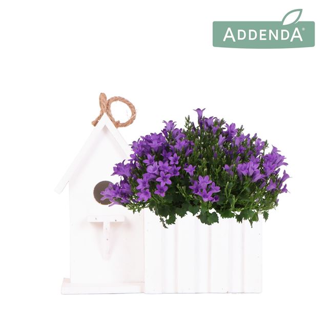 Picture of Campanula intens purple in birdhouse