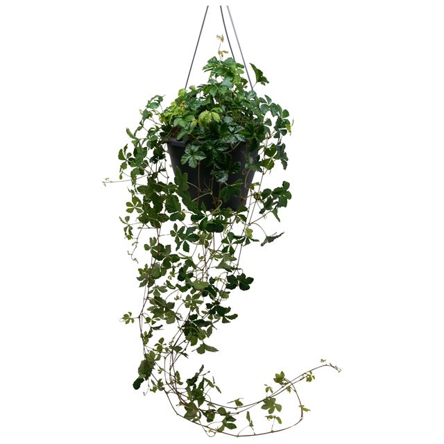 Picture of Parthenocissus striata hanging basket