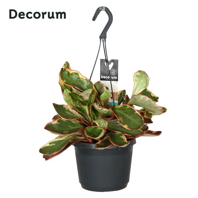 Picture of PEPEROMIA CLUSIIFOLIA JELLIE HANGING BASKET