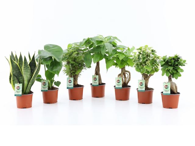 Picture of Houseplant tropic green mix