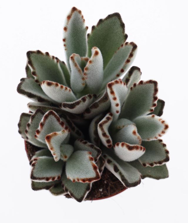 Picture of Kalanchoe tomentosa