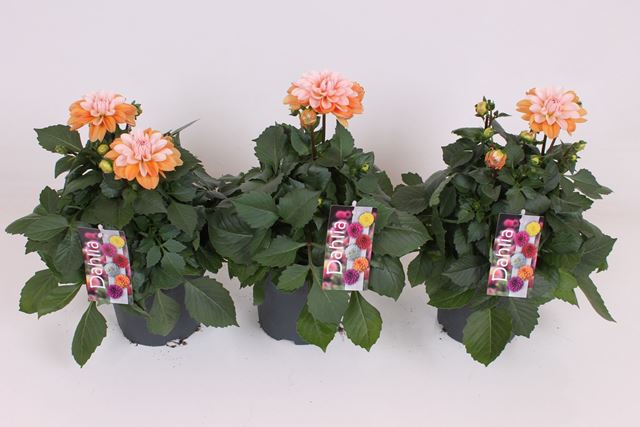 Picture of Dahlia xl fun caramel