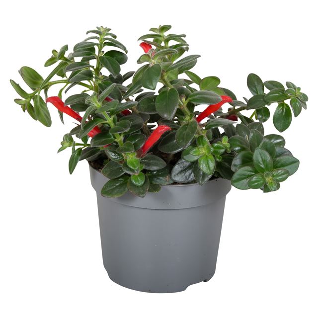 Picture of Columnea arguta