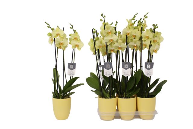 Picture of PHALAENOPSIS 03-STEM VOLTERRA IN YELLOW CERAMIC