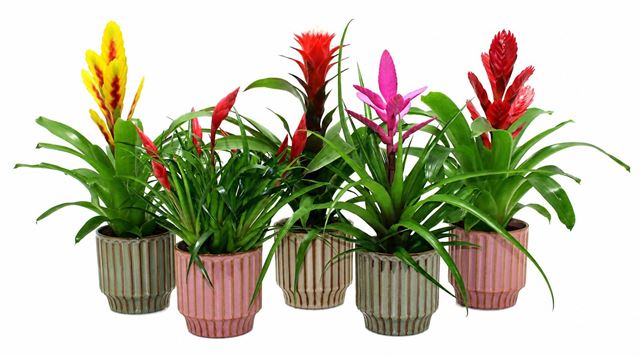 Picture of Bromelia mix in ceramic