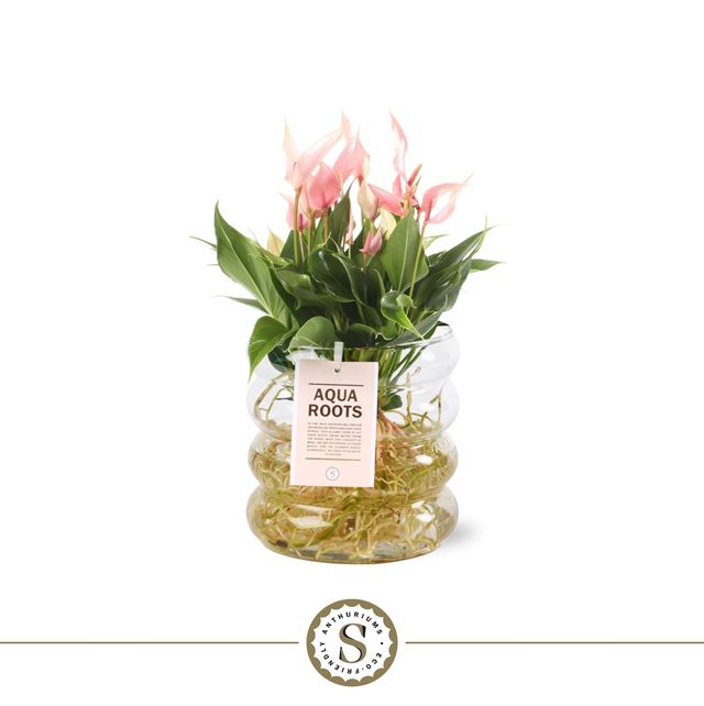 Picture of Anthurium lilli aqua roots in glass