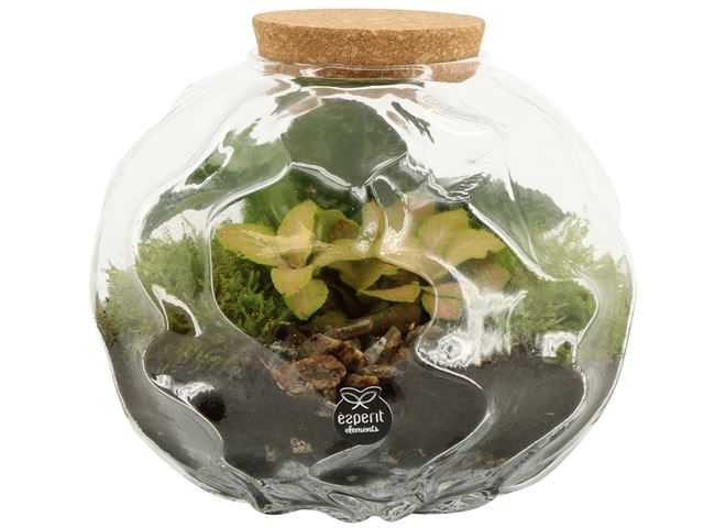 Picture of TERRARIUM