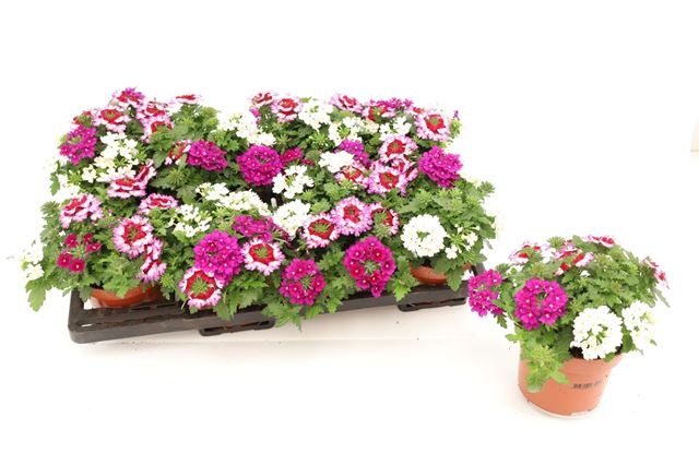 Picture of Verbena tricolor purple shades