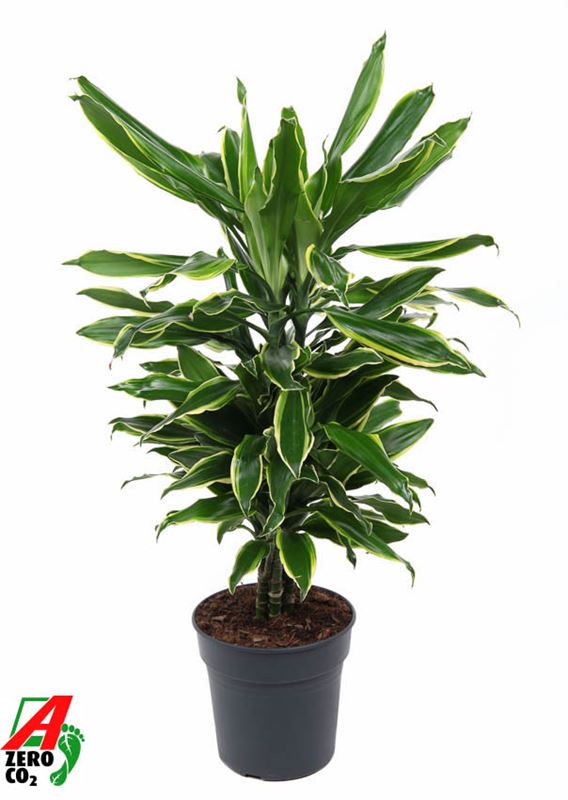 Picture of DRACAENA FRAGRANS GOLD COAST BRANCHED