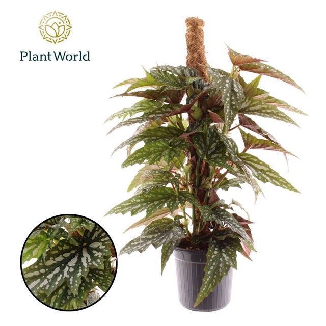 Picture of Begonia sherwood moss pole