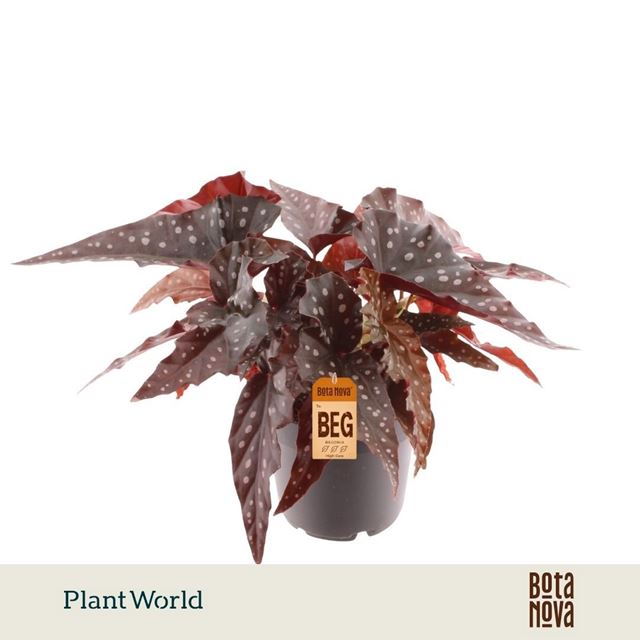 Picture of Begonia black forest