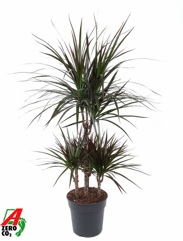 Picture of DRACAENA MARGINATA MAGENTA 045+/15+/15+/15+