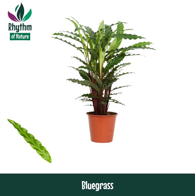 Picture of CALATHEA RUFIBARBA BLUEGRASS