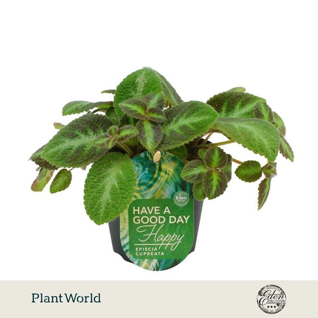Picture of Episcia cupreata neon suprise