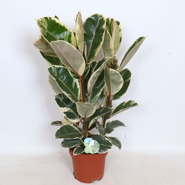 Picture of Ficus elastica tineke 03pp