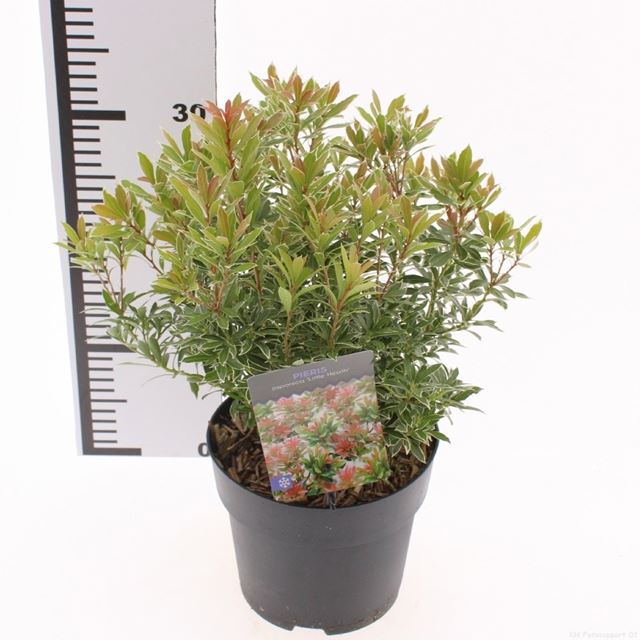 Picture of Pieris japonica little heath