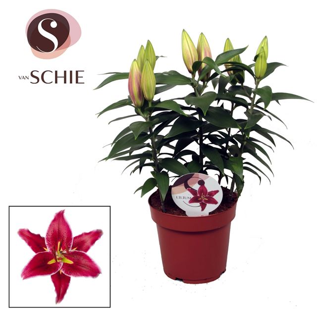 Picture of Lilium oriental 05pp magny cours