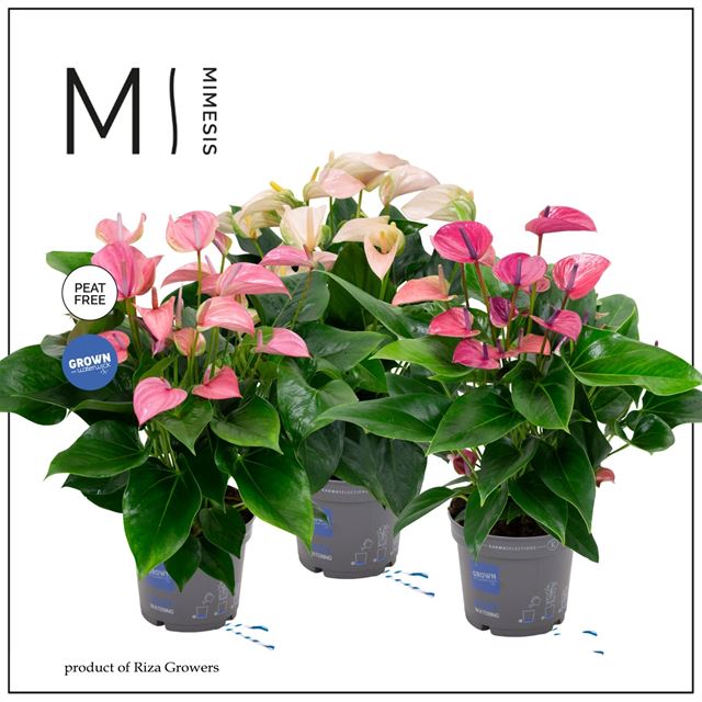 Picture of ANTHURIUM ANDREANUM MULTIFLORA MIX