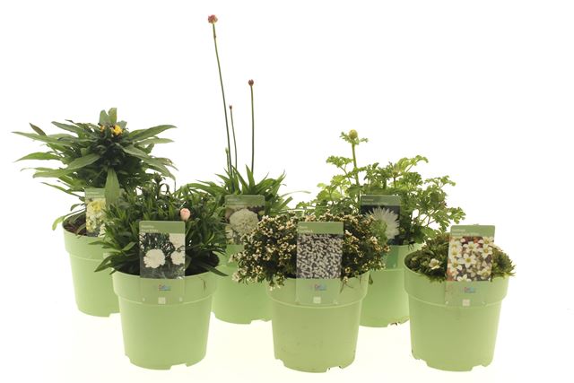 Picture of Perennial mix shelve - white