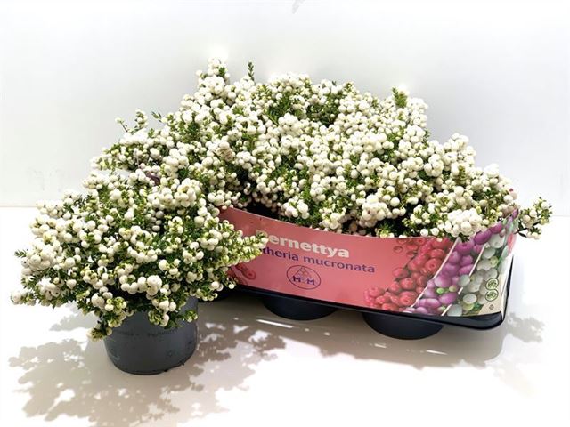 Picture of GAULTHERIA MUCRONATA (PERNETTIA) WHITE