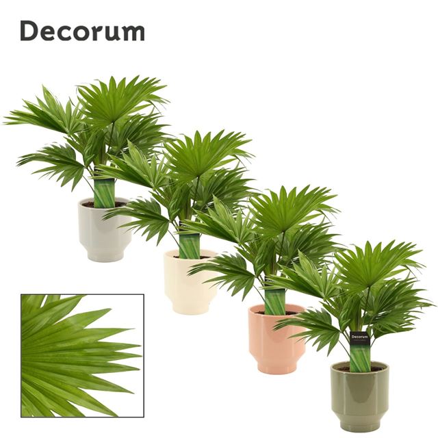 Picture of Livistona rotundifolia ceramic