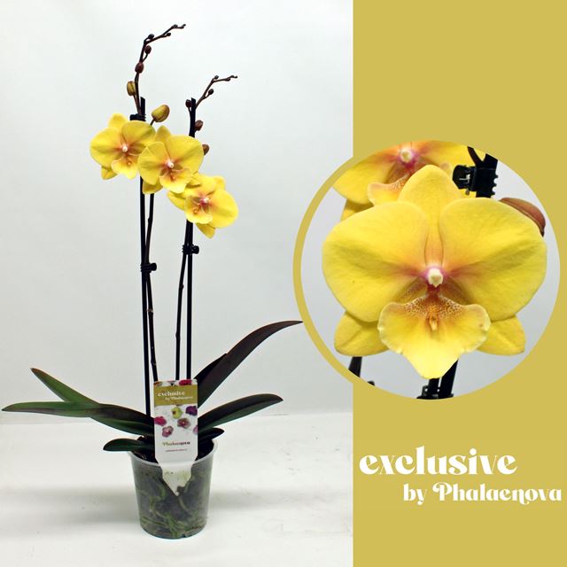 Picture of PHALAENOPSIS 02-STEM GLORIA