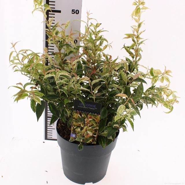 Picture of Leucothoe fontanesiana makiejaz