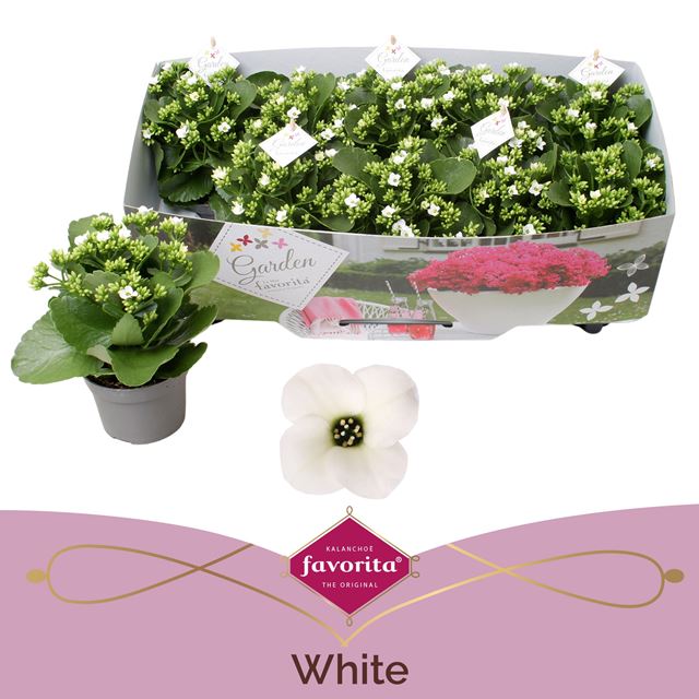 Picture of Kalanchoe garden favorita white