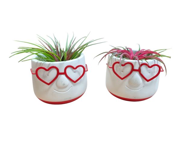 Picture of Tillandsia in love dude ceramic
