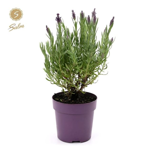 Picture of Lavandula stoechas