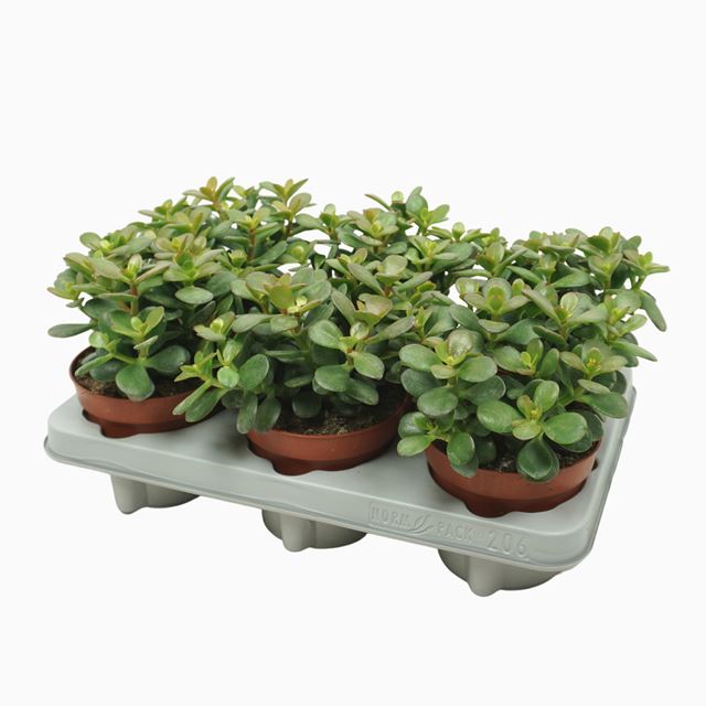 Picture of CRASSULA OVATA MINOR