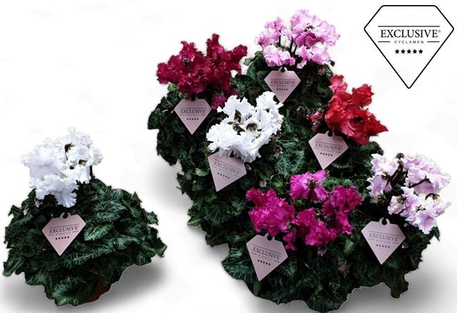 Picture of CYCLAMEN PERSICUM EXCLUSIVE MERENGUE MIX
