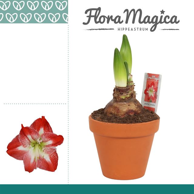 Picture of HIPPEASTRUM EXOTIC STRIPED 2FL TERRACOTTA POT