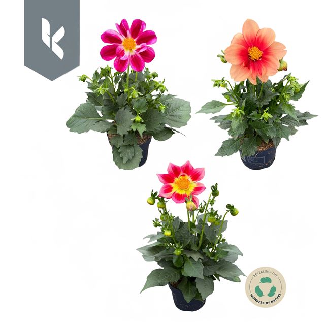 Picture of Dahlia summerbees mix