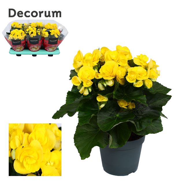 Picture of BEGONIA YELLOW