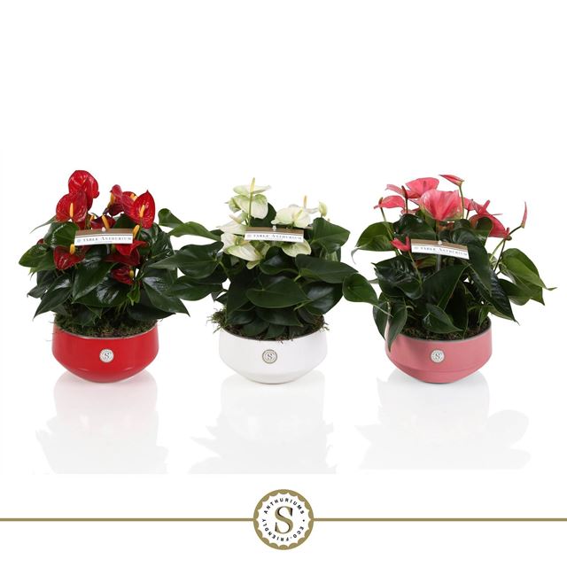 Picture of Anthurium table bowl ceramic