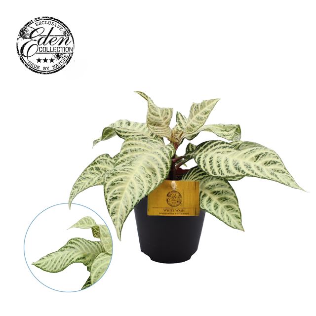 Picture of APHELANDRA WHITE WASH