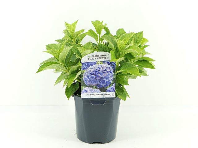 Picture of HYDRANGEA MACROPHYLLA BLUE