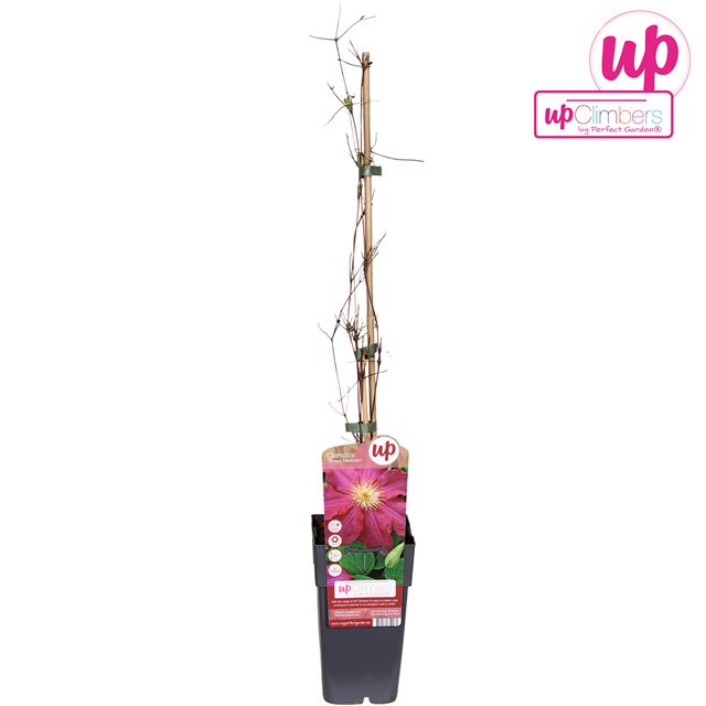 Picture of Clematis ernest markham