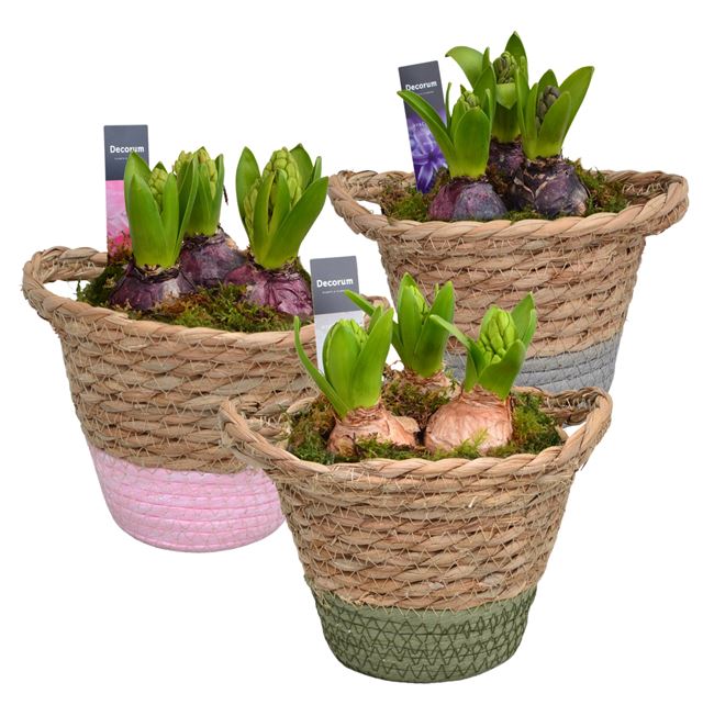Picture of HYACINTHUS 03BULBS COLOURED BASKET
