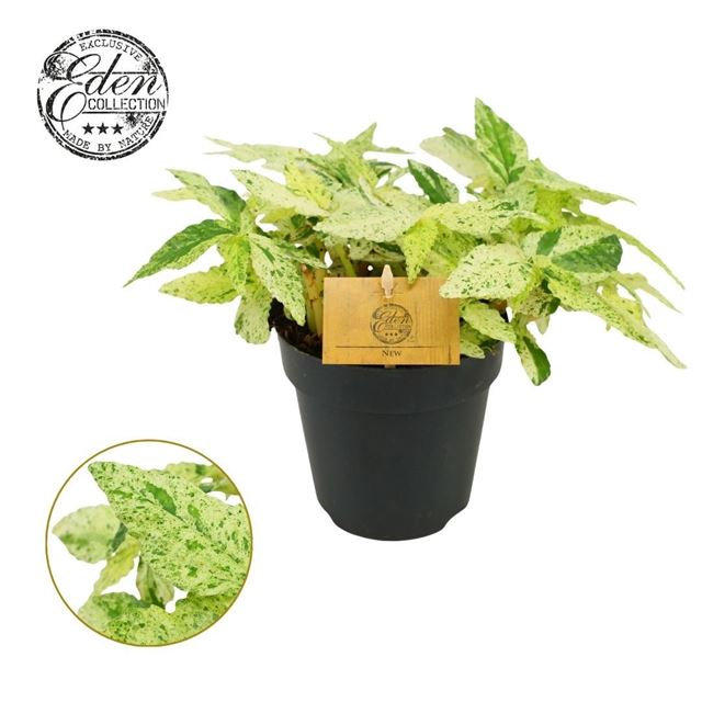 Picture of Pellionia repens variegata